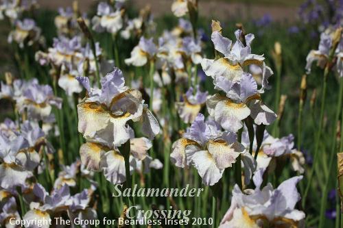 Salamander Crossing 2